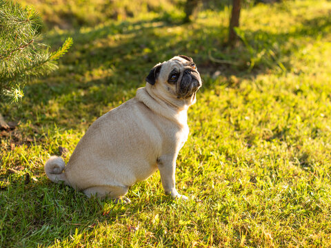 Pug. Well-groomed dog. The dog is walking.