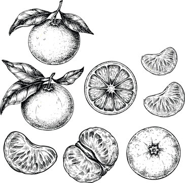 Tangerine citrus fruit vector illustration set with hand drawn vintage engraving style whole slices and segments for healthy organic food design.