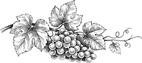 Grape bunch vector illustration with hand drawn vintage engraving style textured leaves and curly vine tendrils for wine production agricultural design. © SNOW EVA