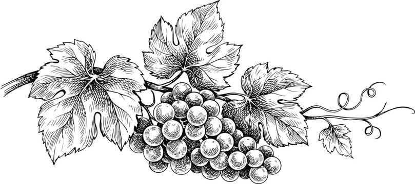 Grape bunch vector illustration with hand drawn vintage engraving style textured leaves and curly vine tendrils for wine production agricultural design.