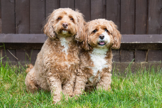 Two Brown Cavapoo Dogs Sit Together on Grass in an English Garden