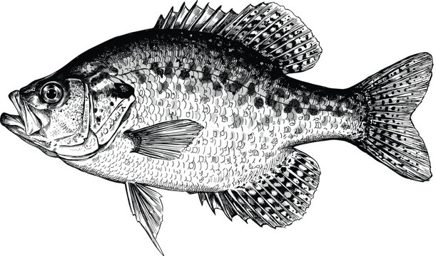 Crappie fish vector illustration with detailed hand drawn sketch of freshwater bass perch for fishing sport and seafood market design.