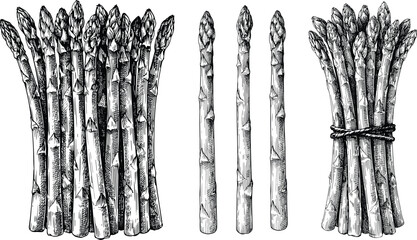 Asparagus vegetable vector illustration set with detailed hand drawn sketch of fresh green spears bundles for organic food ingredient design. © SNOW EVA