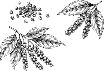 Black pepper vector illustration set with detailed hand drawn sketch of peppercorn seeds and plant branches with organic spice leaves. © SNOW EVA