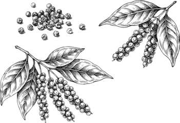 Black pepper vector illustration set with detailed hand drawn sketch of peppercorn seeds and plant branches with organic spice leaves. © SNOW EVA