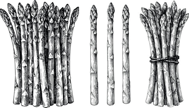 Asparagus vegetable vector illustration set with detailed hand drawn sketch of fresh green spears bundles for organic food ingredient design.