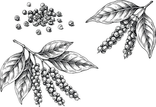 Black pepper vector illustration set with detailed hand drawn sketch of peppercorn seeds and plant branches with organic spice leaves.