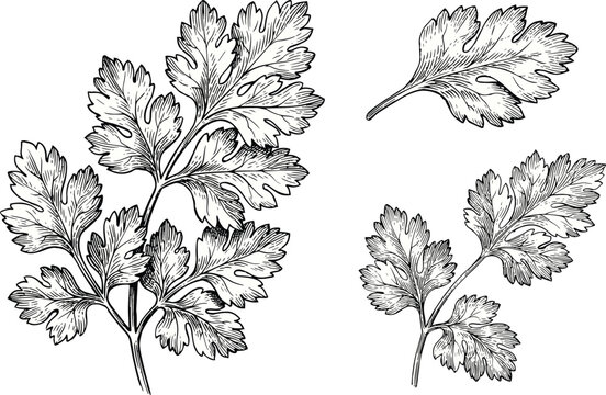 Coriander cilantro vector illustration set with detailed hand drawn sketch of fresh green herb leaves for culinary food ingredient design.