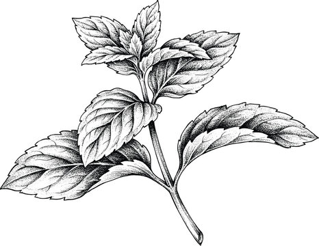 Mint branch vector illustration with detailed hand drawn sketch of aromatic fresh herb leaves for culinary food and beverage design.