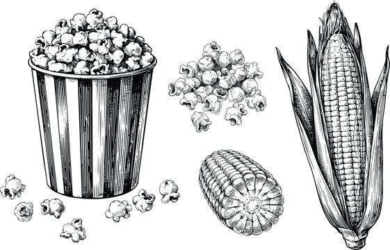 Popcorn and corn vector illustration set with detailed hand drawn sketch of striped bucket maize cob and kernels for snack food design.