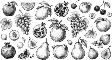 Fruit and berry vector illustration set with detailed hand drawn sketch of apple pear lemon grape pomegranate for organic food design. © SNOW EVA