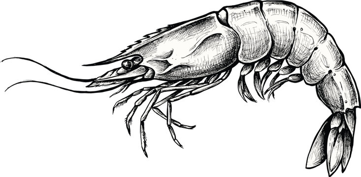 Shrimp prawn vintage hand drawn vector illustration with detailed engraving style sketch for seafood restaurant menu packaging retro design.