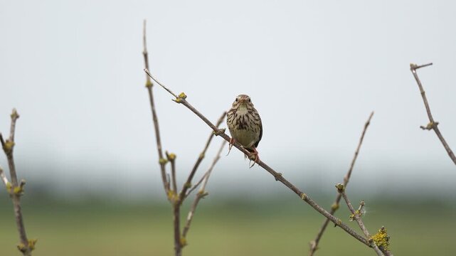 An adult Anthus pratensis with the common name Meadow Pipit calling while sitting on a twig.