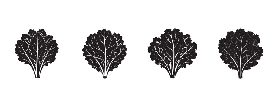 lettuce leaves with white veins on white background  simple graphic illustrations
