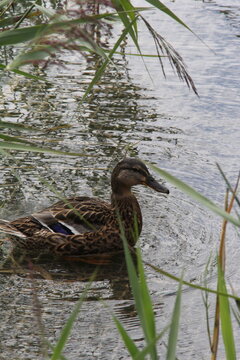 Mallard duck on Thiersee lake in Tyrol Austria close up shot