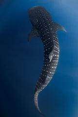 Whale shark underwater in clear blue sea, ocean wildlife scene © artifirsov