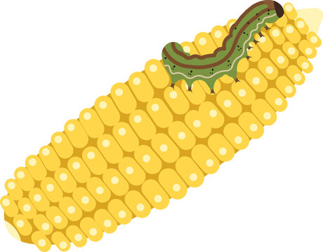 Corn Earworm Caterpillar Agricultural Pest Vector Illustration