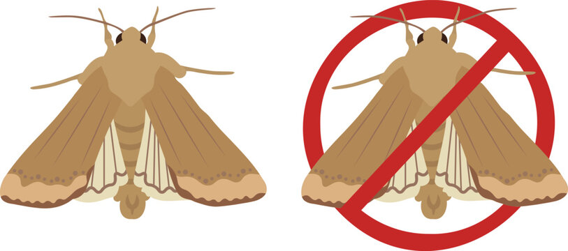 Corn Earworm Moth Helicoverpa zea Agricultural Pest Vector Illustration