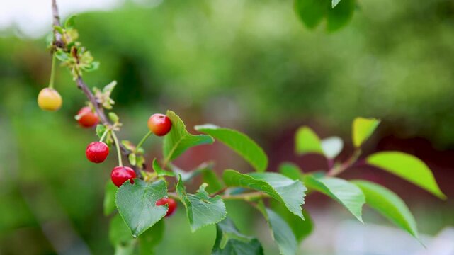 cherry tree blowing. in the wind with ripe and unripened cherries, with space for copy