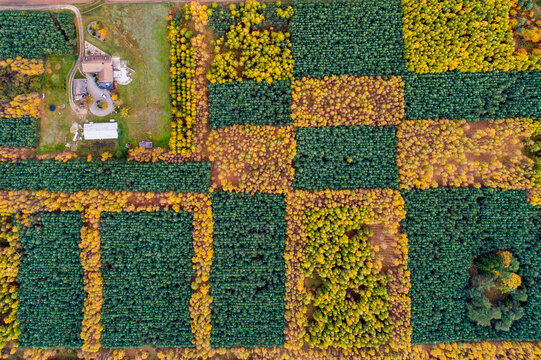 Aerial view of a geometric checkerboard pattern of autumn forest with green and yellow trees near a rural house in Debrzno, Pomeranian Voivodeship, Poland.