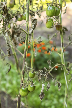 Tomato ill plant with Phytophthora closeup (Phytophthora Infestans). Tomato dry plant with tomatoes vegetables has got sick by late blight in garden, agriculture