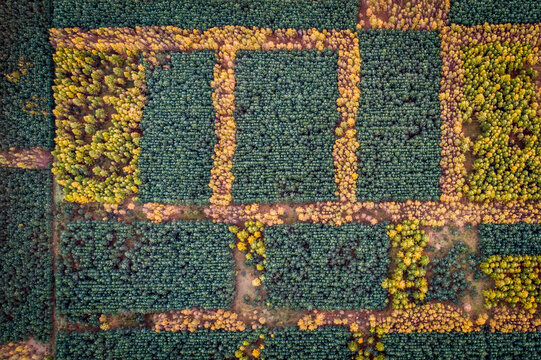Aerial view of a dense forest with a geometric pattern of green and yellow autumn trees in Debrzno, Pomeranian Voivodeship, Poland.