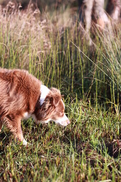 A brown and white dog is sniffing the grass