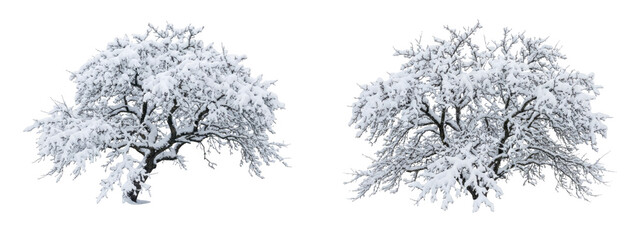 Two snowy trees isolated on transparent background