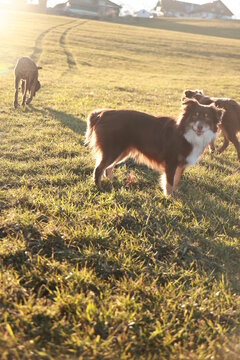 Three dogs are playing in a grassy field