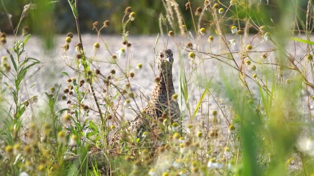 A female common pheasant (Phasianus colchicus) inspecting its surroundings while standing among withered plants