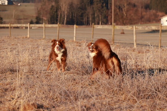 Two dogs are playing in a field of tall grass