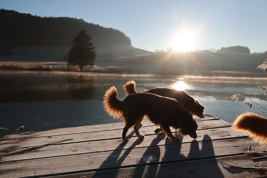 Two dogs are sniffing the water at a dock