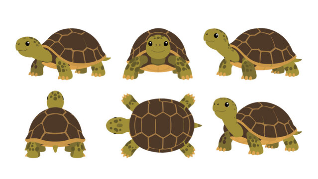 Cute tortoise character set in multiple cartoon views
