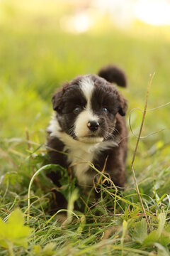 A small brown and white dog is standing in the grass