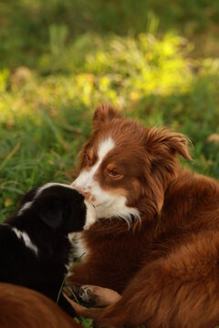 Two dogs are laying on the grass, one of them is brown and the other is black