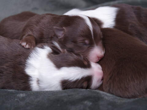 A group of puppies are sleeping on a bed