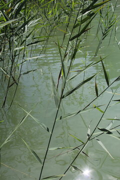 Green reeds growing in the shallow water of Lake Thiersee, Tyrol, Austria.