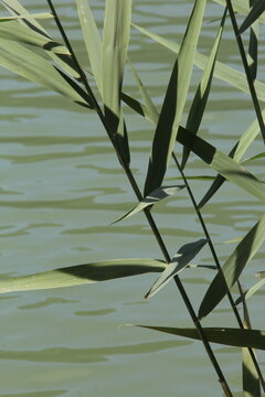 Green reeds growing in the shallow water of Lake Thiersee, Tyrol, Austria.