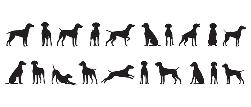 Collection of black silhouettes of Pointer dogs in different positions on a white background