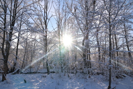 Bright sun shines through the snow-covered trees
