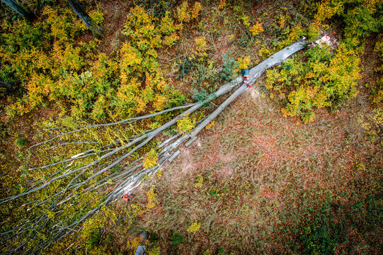 Aerial view of a fallen tree in a dense autumn forest with a worker in safety gear standing near the trunk among yellow and green foliage Debrzno, Pomeranian Voivodeship, Poland.