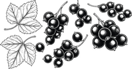 Detailed botanical vector illustration set of fresh blackcurrant berry clusters and leaves in vintage sketch style isolated on transparent background © SNOW EVA