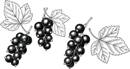 Vintage hand drawn vector illustration of redcurrant or blackcurrant berry bunches with detailed green leaves isolated on transparent background © SNOW EVA
