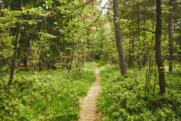 leśna ścieżka,wiosna  © Marcin Łazarczyk