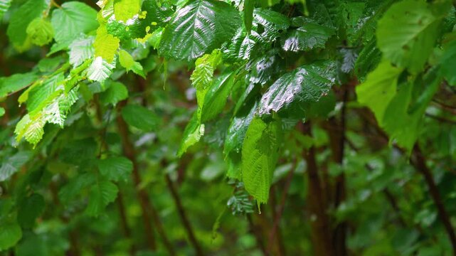 Rain Water Drops Falling from Hazel Leaves &ndash; Fresh Green Forest After Rain