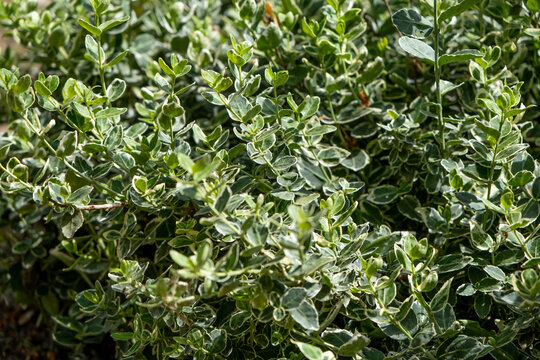 A close-up of the bright green and variegated leaves of spindle tree bushes growing densely in a sun-drenched garden