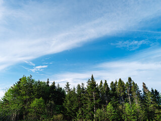 Fototapeta premium Evergreen forest under blue sky with wispy clouds