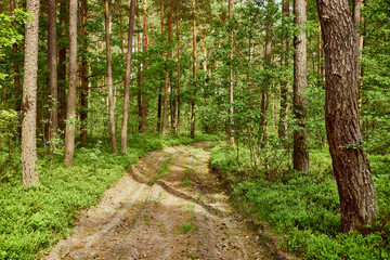 leśna droga ,wiosna  © Marcin Łazarczyk