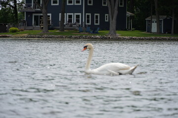 swan on the lake © Ethan