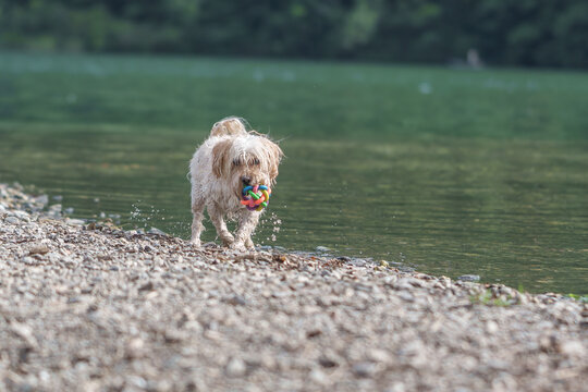 Wet dog retrieving colorful toy from lake beach
